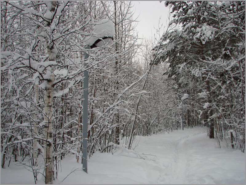 photo "***" tags: landscape, forest, winter