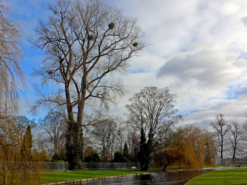 photo "Bird nests" tags: nature, 