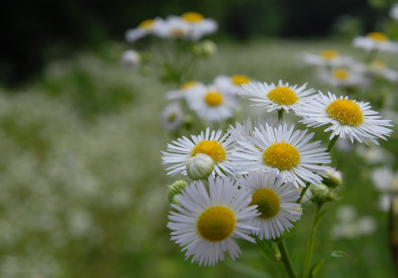 photo "Горные ромашки" tags: macro and close-up, nature, 