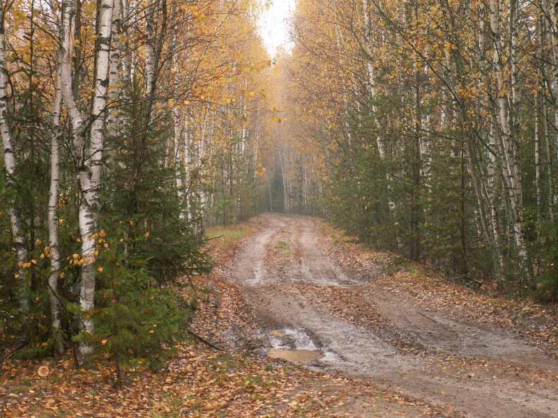 фото "Осенняя дорога" метки: пейзаж, лес, осень