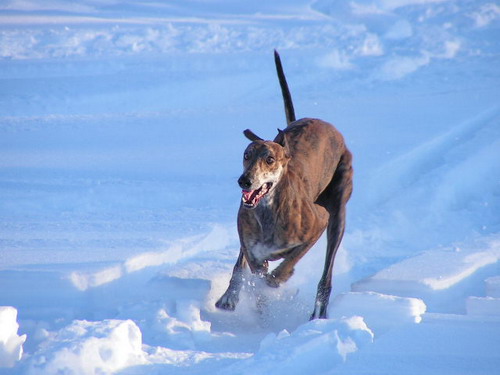 photo "Greyhound in action" tags: nature, pets/farm animals