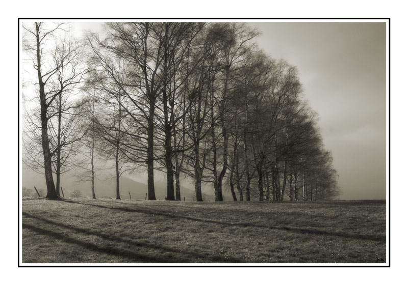 photo "The trees" tags: landscape, black&white, forest