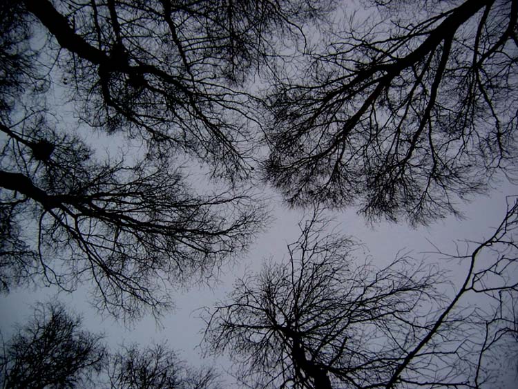 photo "Swastika" tags: landscape, forest, winter