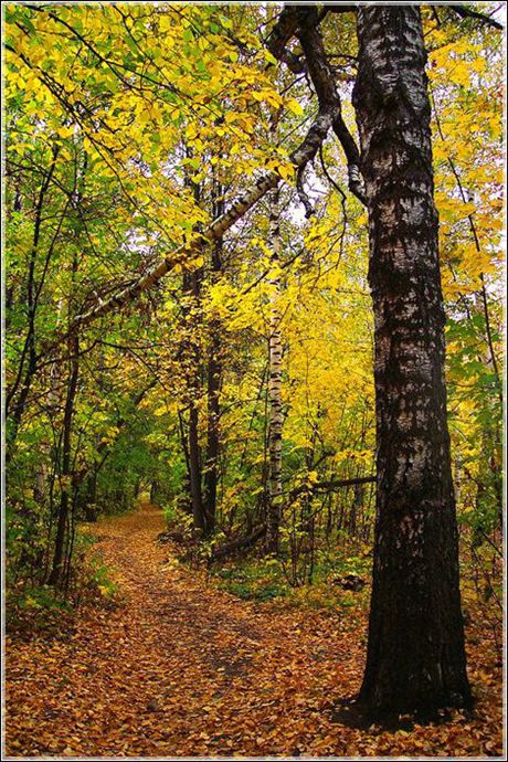фото "Осенними тропинками" метки: пейзаж, лес, осень