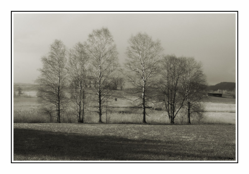 photo "Tree line" tags: landscape, black&white, water