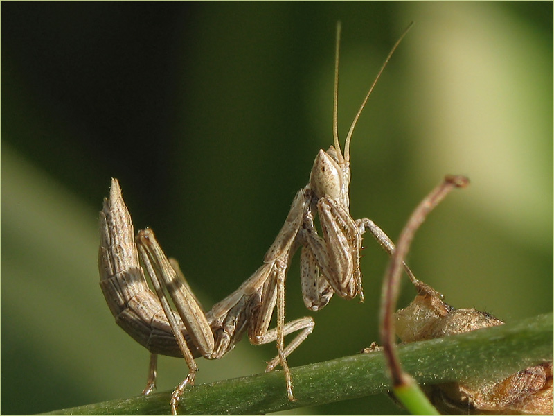 photo "***" tags: nature, macro and close-up, insect