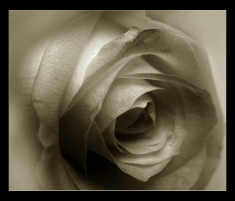 фото "the rose" метки: , 