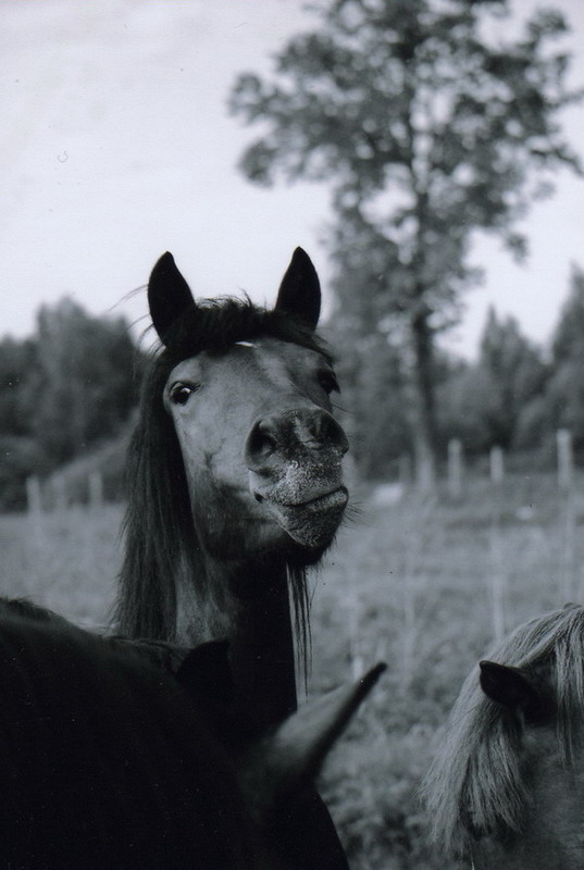 фото "Гордый лошадь" метки: природа, жанр, домашние животные