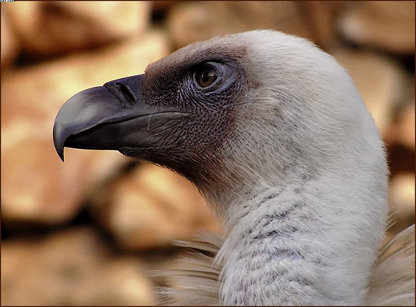 photo "Orderly" tags: nature, wild animals