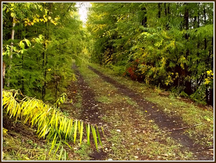 photo "In the forest" tags: landscape, autumn