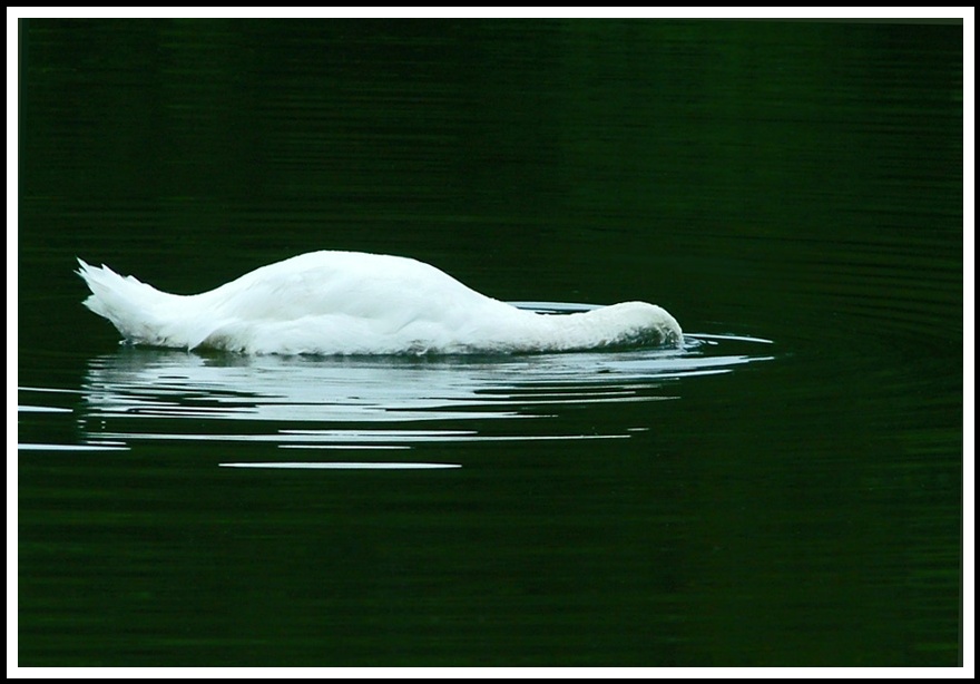 photo "***" tags: nature, genre, wild animals