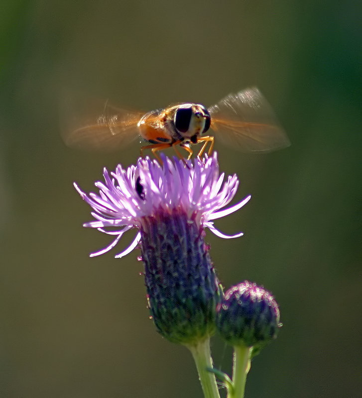 photo "Take off" tags: nature, insect