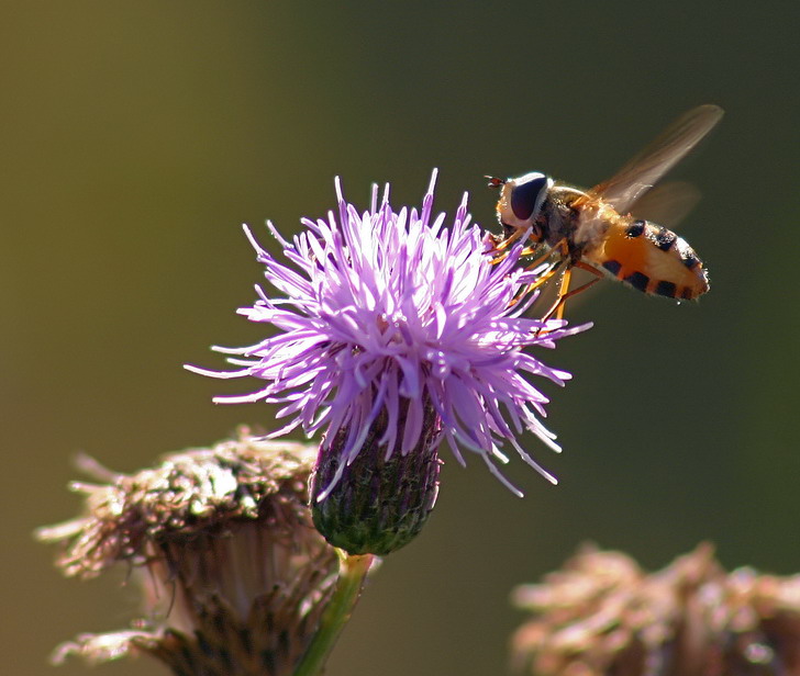 photo "And landing" tags: nature, insect