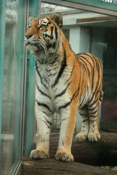 photo "The Tiger" tags: nature, wild animals