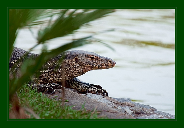 фото "Zoo" метки: природа, дикие животные