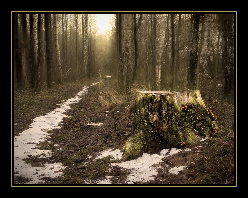 photo ""Don't sit down on the stub, don't eat a pie..."" tags: genre, landscape, forest