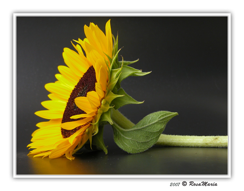 photo "... to claim the sun..." tags: nature, flowers