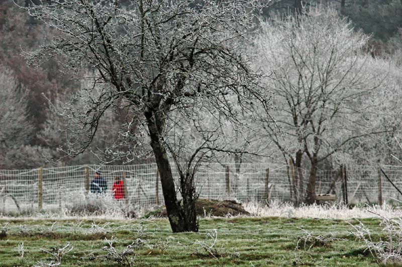 photo "Givre" tags: landscape, winter