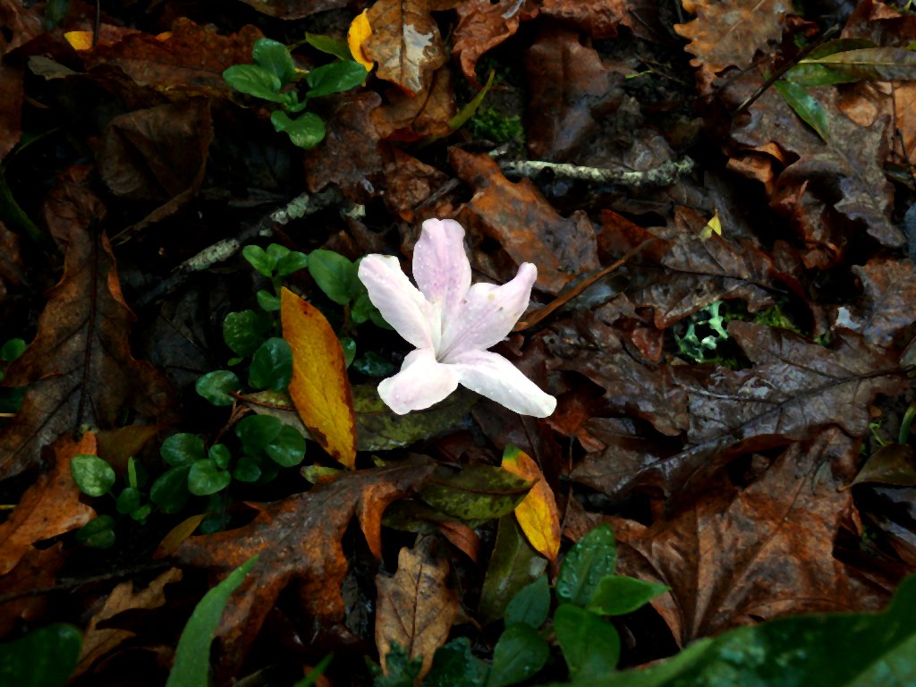 photo "(Bad?)Nature" tags: nature, flowers