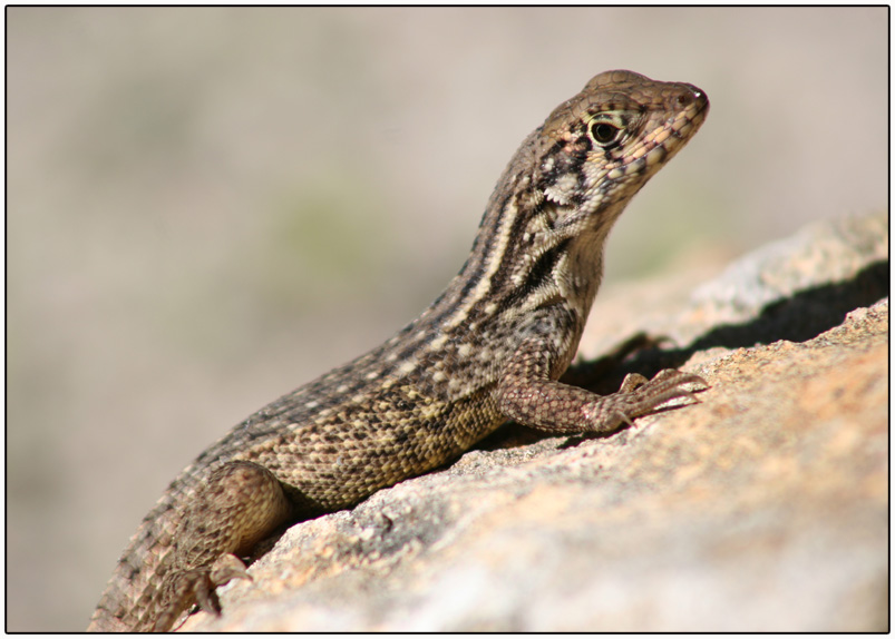 photo "Reptile" tags: nature, macro and close-up, wild animals