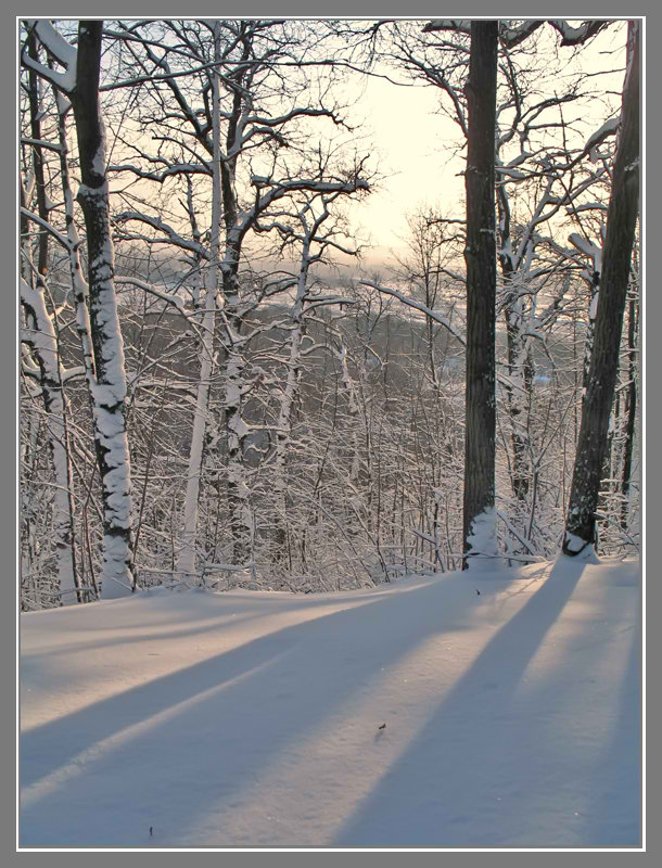 photo "***" tags: landscape, forest