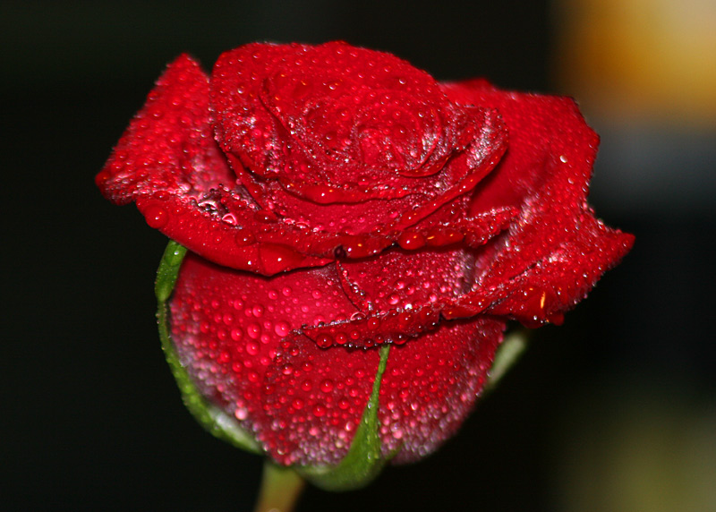 photo "***" tags: nature, macro and close-up, flowers