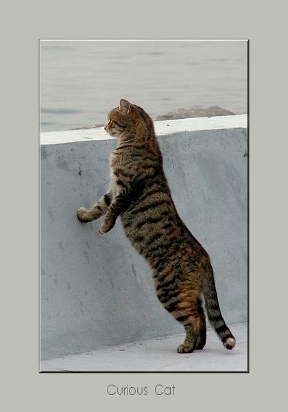 фото "Cat" метки: природа, дикие животные
