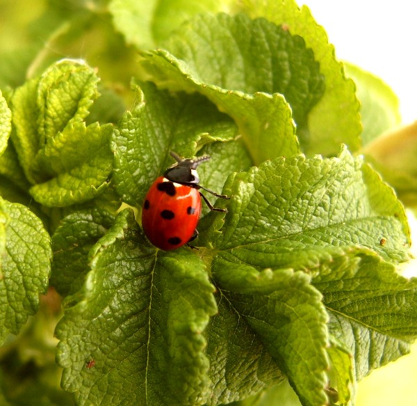 photo "***" tags: nature, macro and close-up, insect