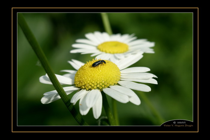 photo "Camomiles" tags: nature, macro and close-up, flowers