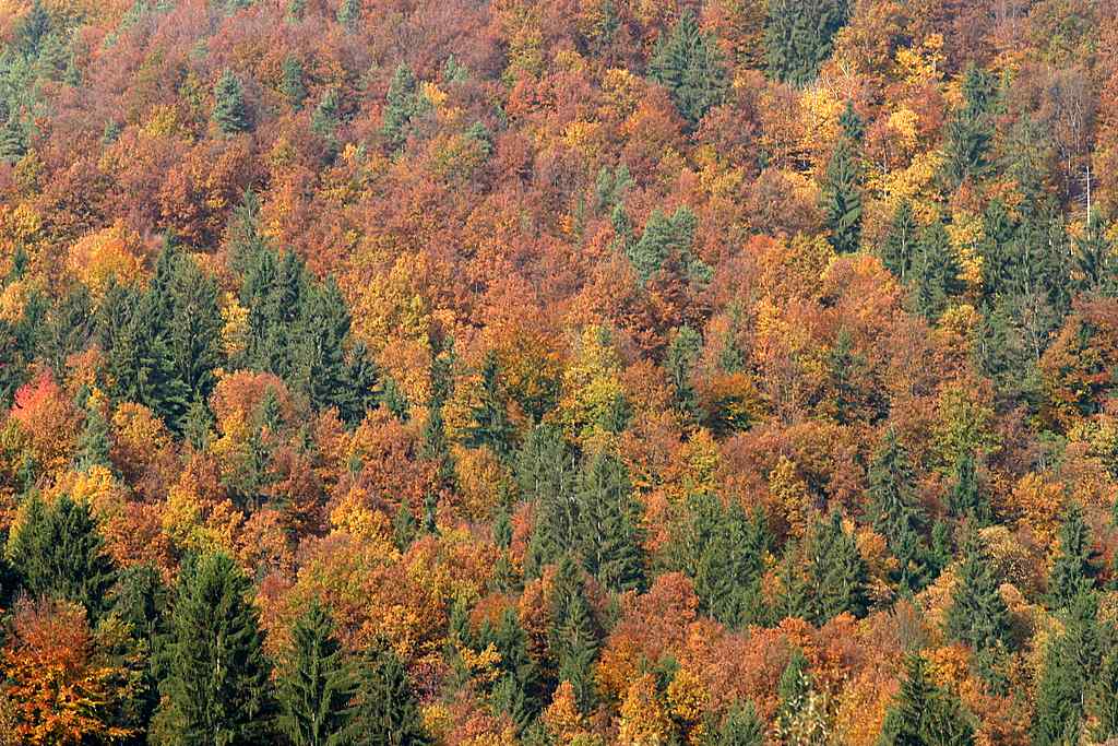 фото "united colors of woods" метки: пейзаж, лес