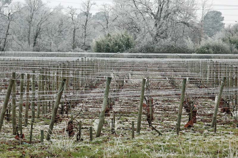 photo "Pessac-Leognan" tags: landscape, winter