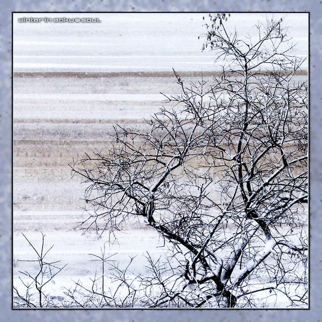 photo "Winter in Baku" tags: landscape, nature, flowers, winter