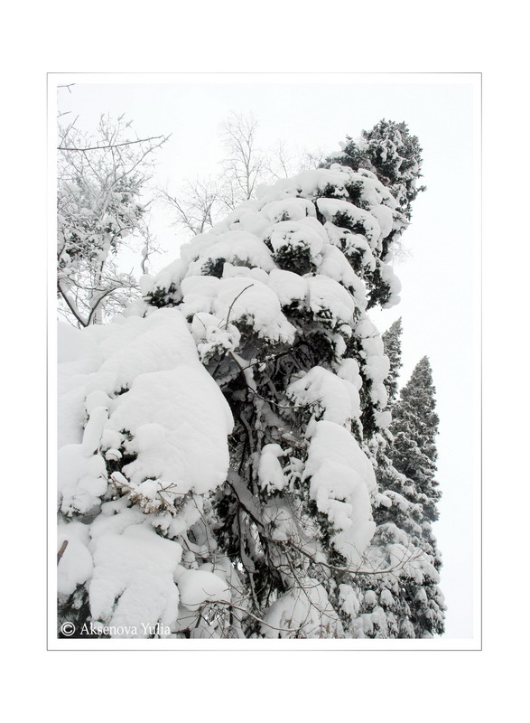 фото "Снег и Ели." метки: , 
