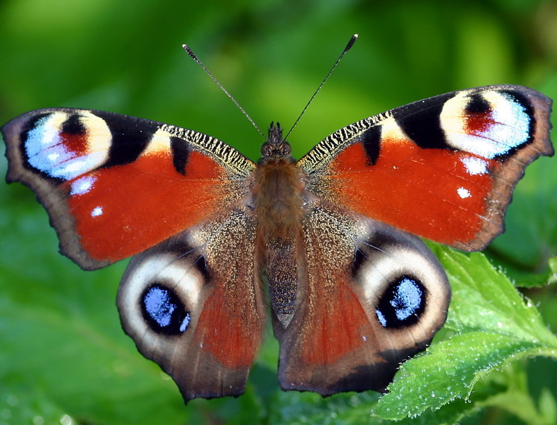 photo "Just a butterfly" tags: nature, insect