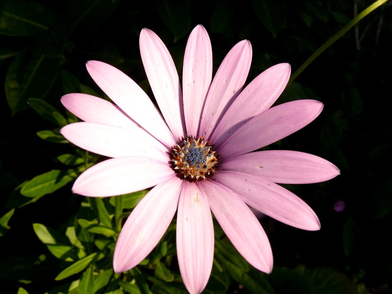 photo "Hide in my grandmother's garden..." tags: macro and close-up, 