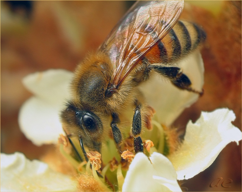 photo "***" tags: nature, macro and close-up, insect
