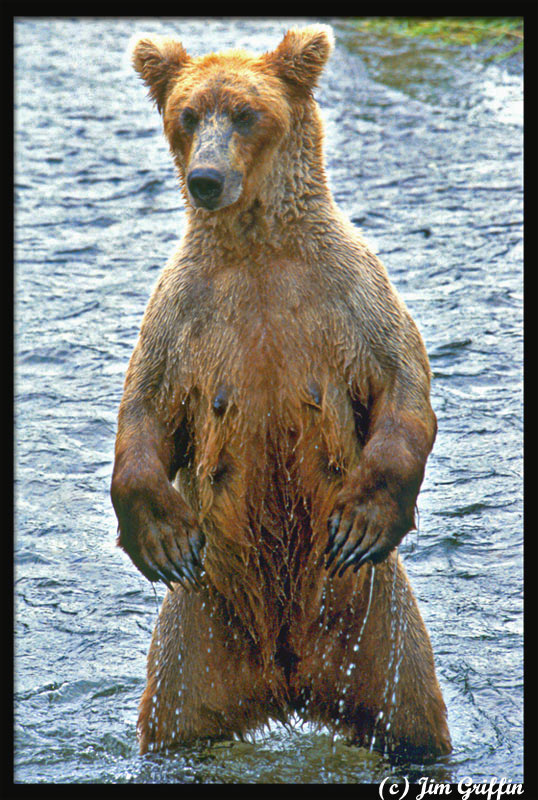 фото "Anybody have a towel?" метки: природа, дикие животные