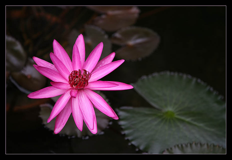 фото "Розовый взрыв" метки: природа, цветы
