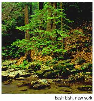 photo "trees near bash bish" tags: nature, flowers