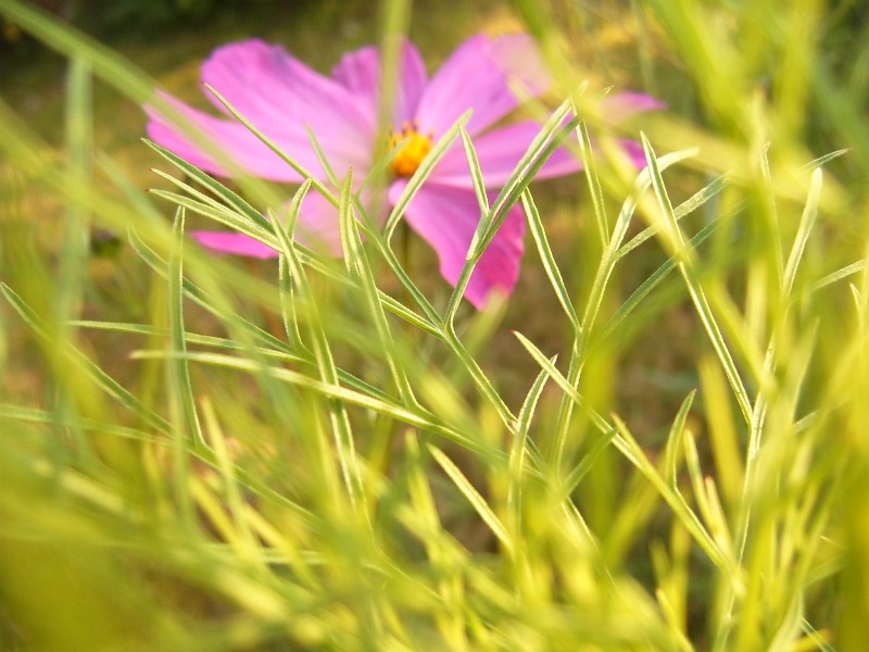 photo "***" tags: nature, macro and close-up, flowers