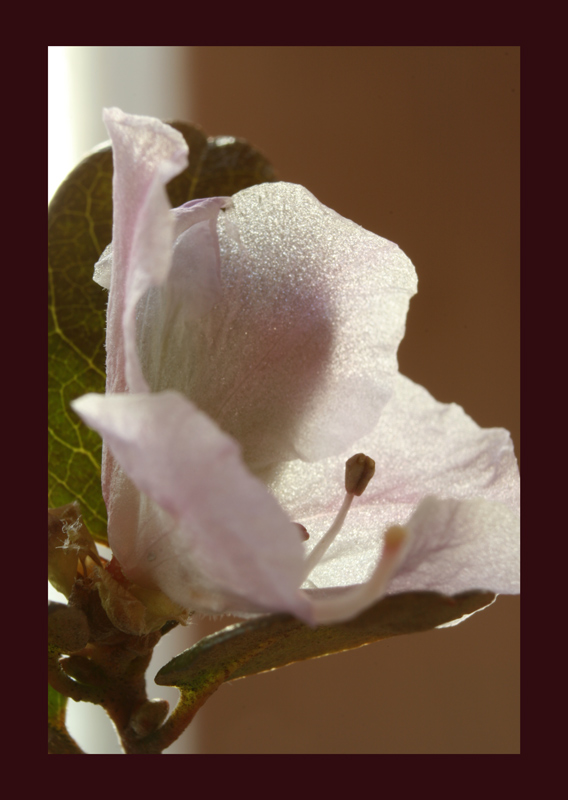photo "***" tags: macro and close-up, nature, flowers