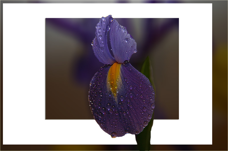 photo "Tears Of Love ..." tags: nature, macro and close-up, flowers