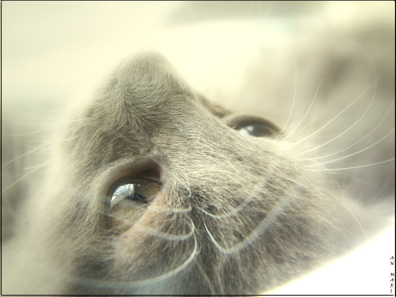 photo "***" tags: nature, pets/farm animals