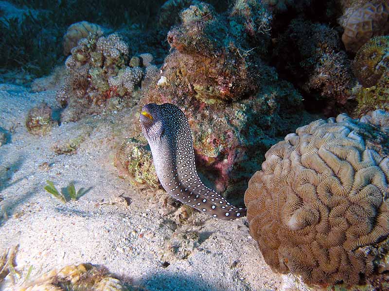 photo "Moray" tags: underwater, 