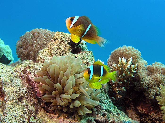 photo "Twobar anemonefish" tags: underwater, 