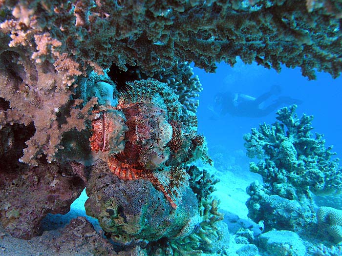 фото "Scorpionfish" метки: подводные, 