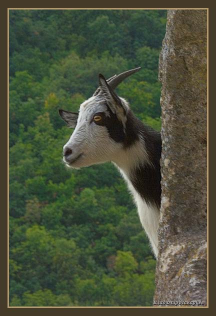 photo "***" tags: nature, pets/farm animals, wild animals