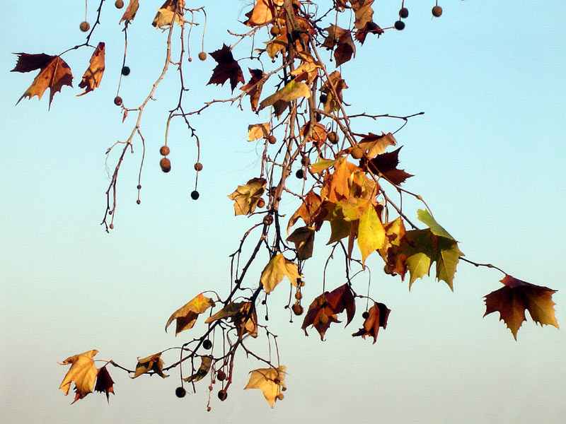 photo "Autumn Elegy" tags: nature, 