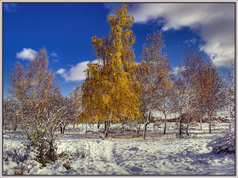 photo "The golden tree" tags: landscape, winter