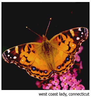 photo "west coast lady butterfly - a straight shot" tags: nature, macro and close-up, 